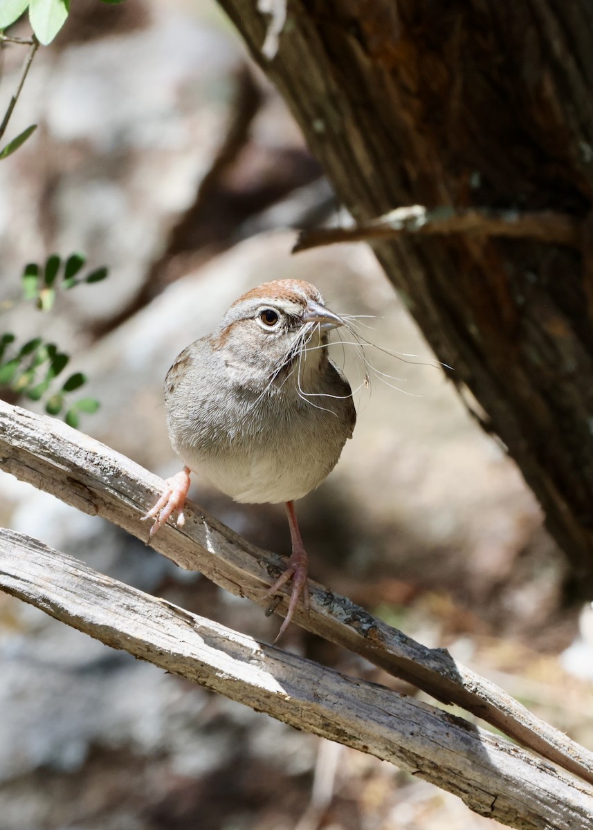 Rufous-crowned Sparrow - ML634972706