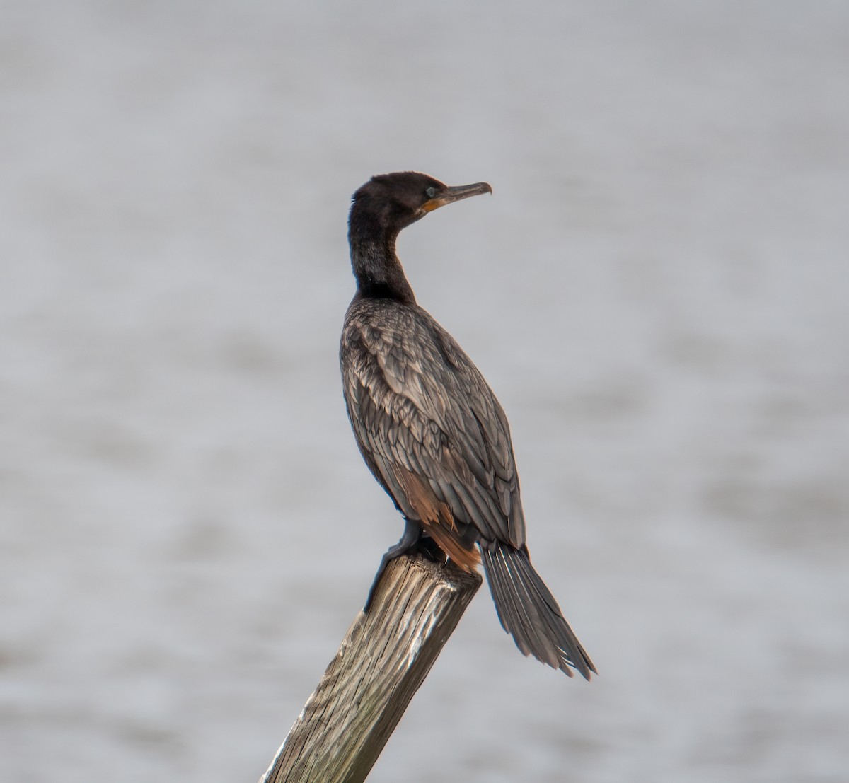 Neotropic Cormorant - ML634972728