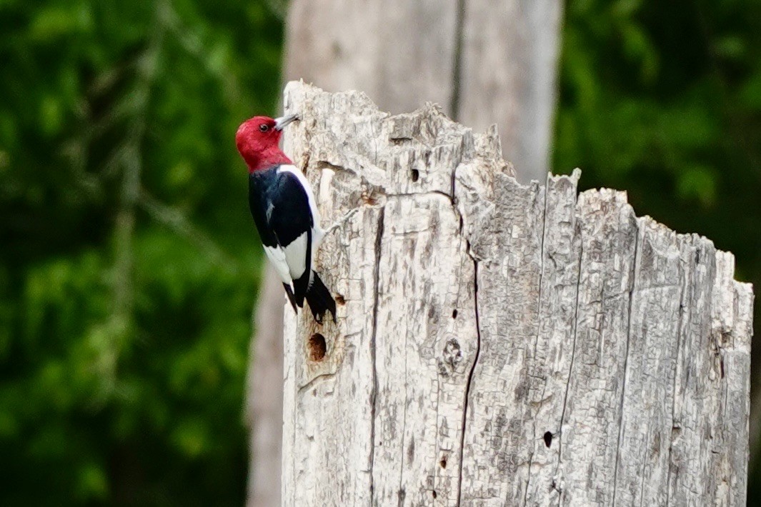 Red-headed Woodpecker - ML634972744