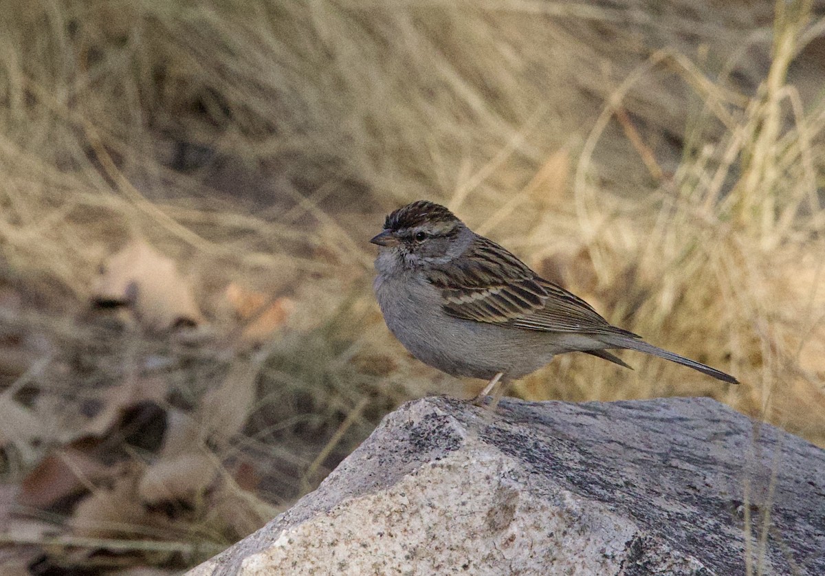 Chipping Sparrow - ML634972750