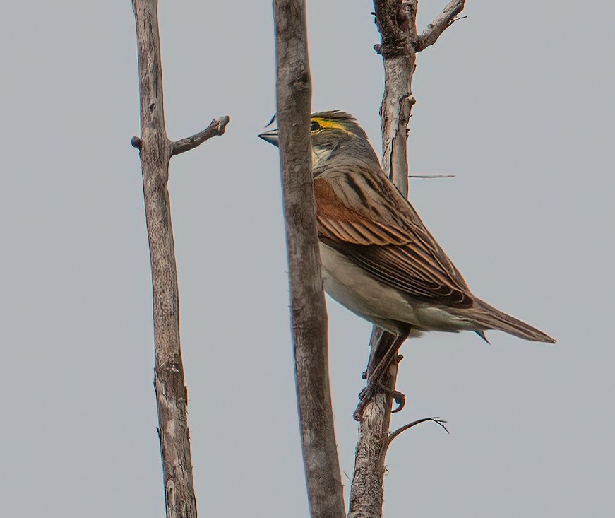 Dickcissel - ML634972768