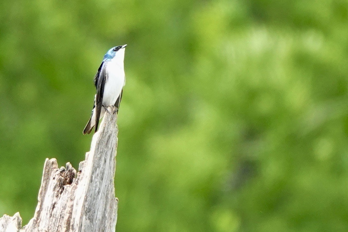 Tree Swallow - ML634972836