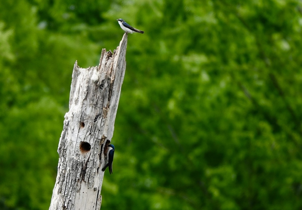 Tree Swallow - ML634972837