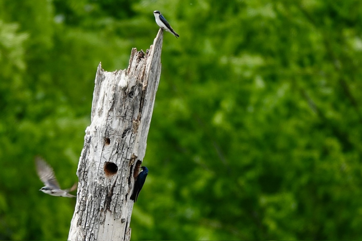 Tree Swallow - ML634972838