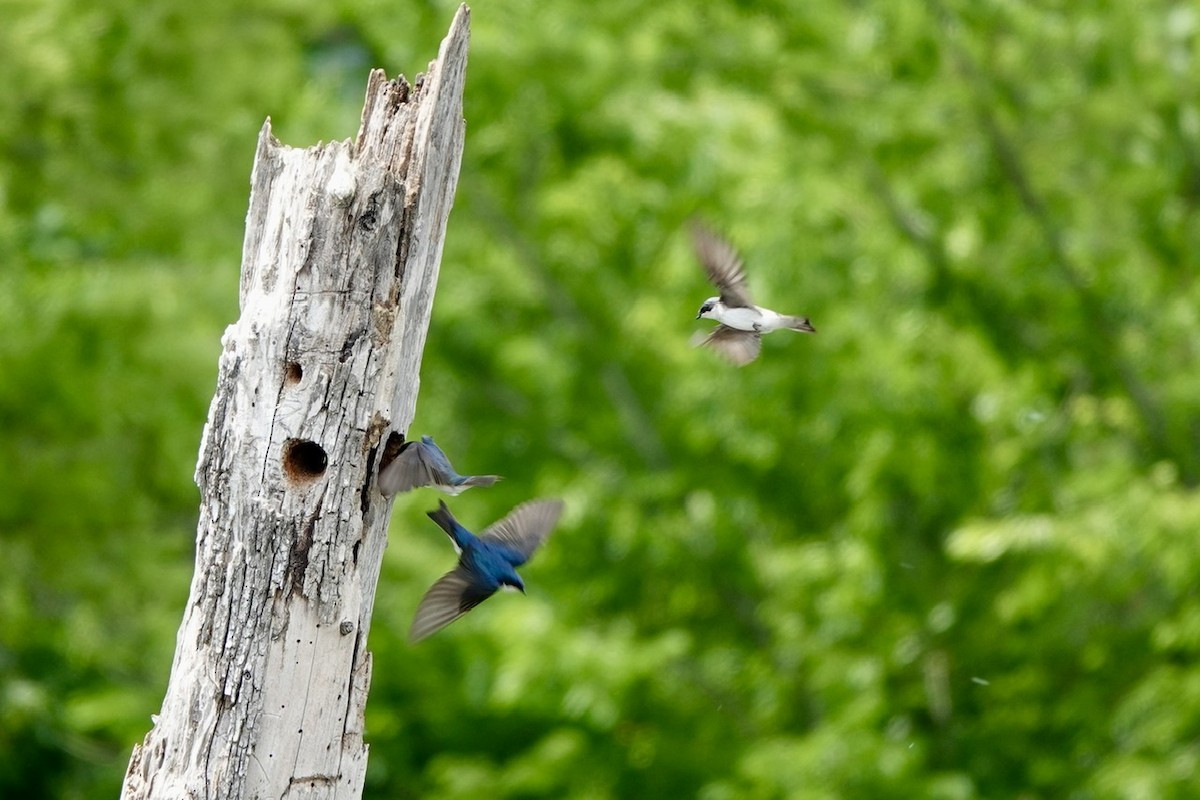 Tree Swallow - ML634972842