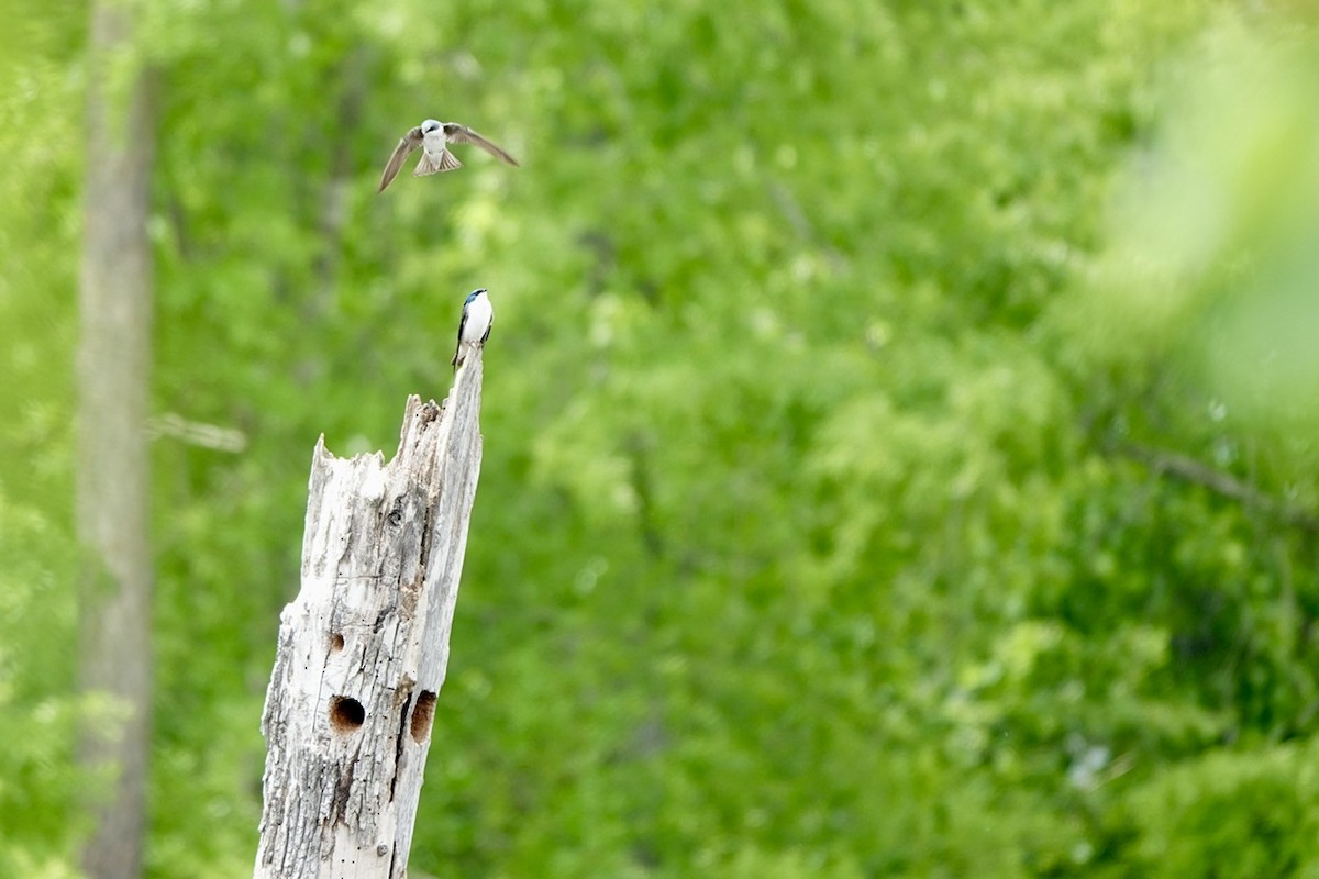 Tree Swallow - ML634972843