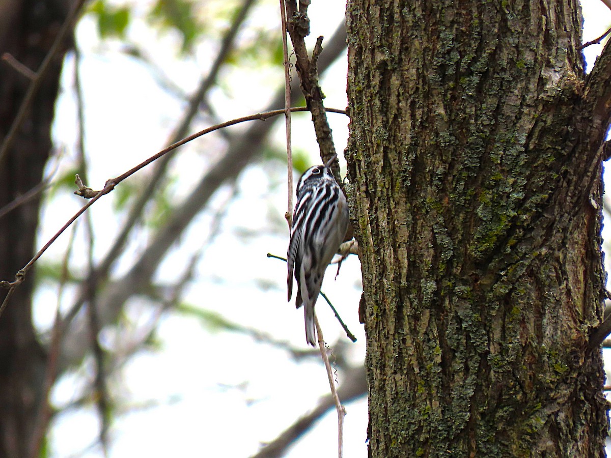 Black-and-white Warbler - ML634972854