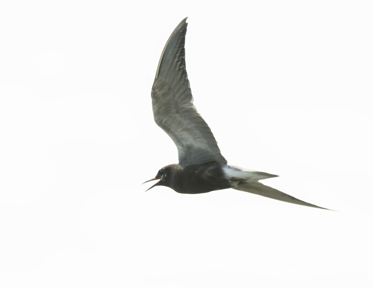 Black Tern - ML63497291