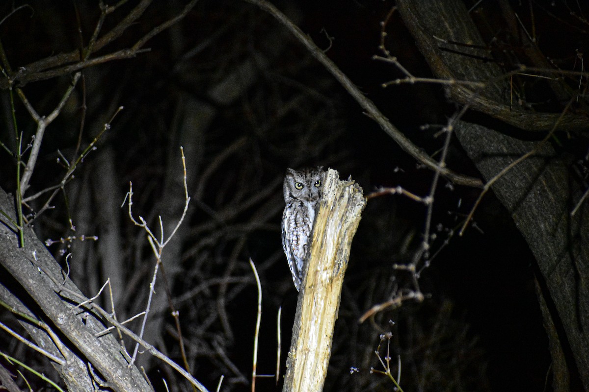 Eastern Screech-Owl - ML634973003