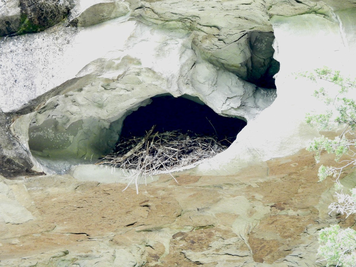 Common Raven - ML634973010