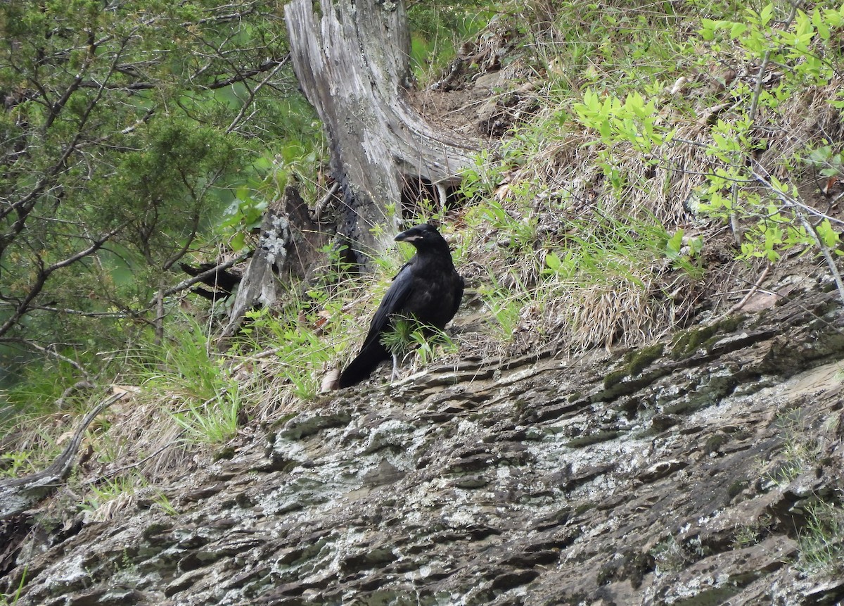 Common Raven - ML634973011