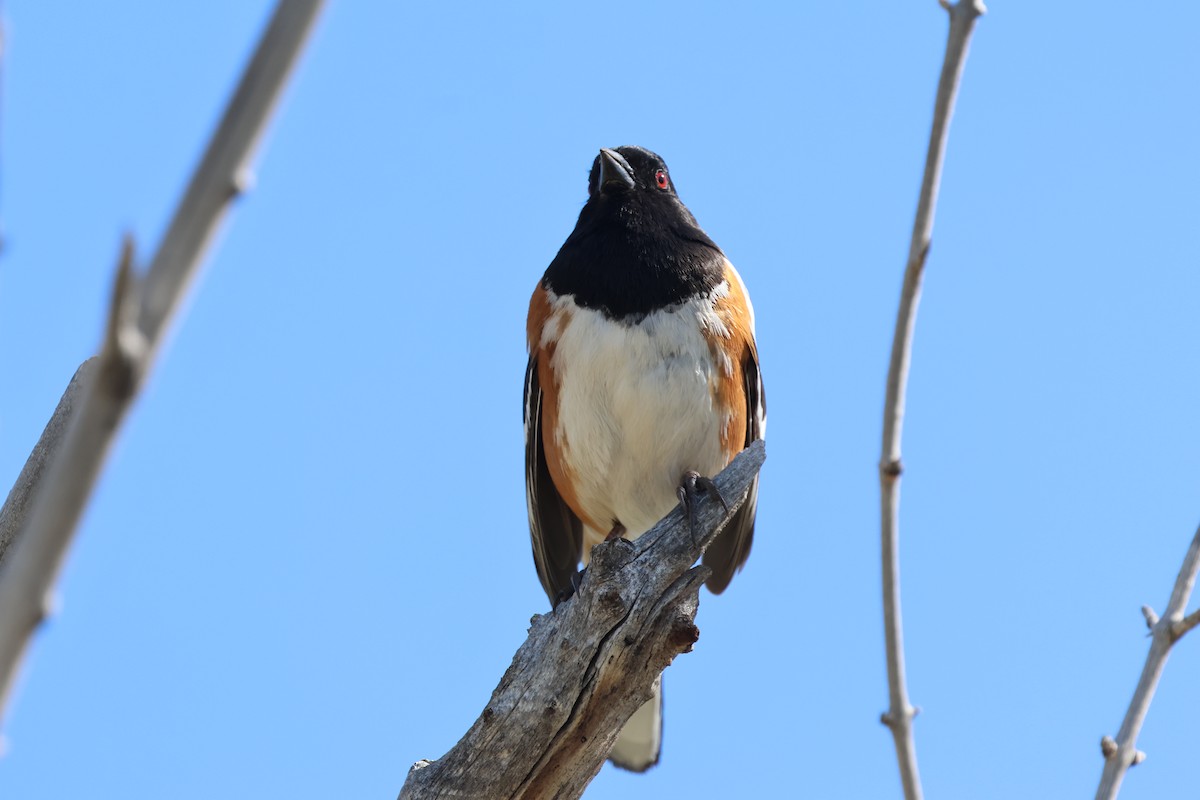 Spotted Towhee - ML634973050