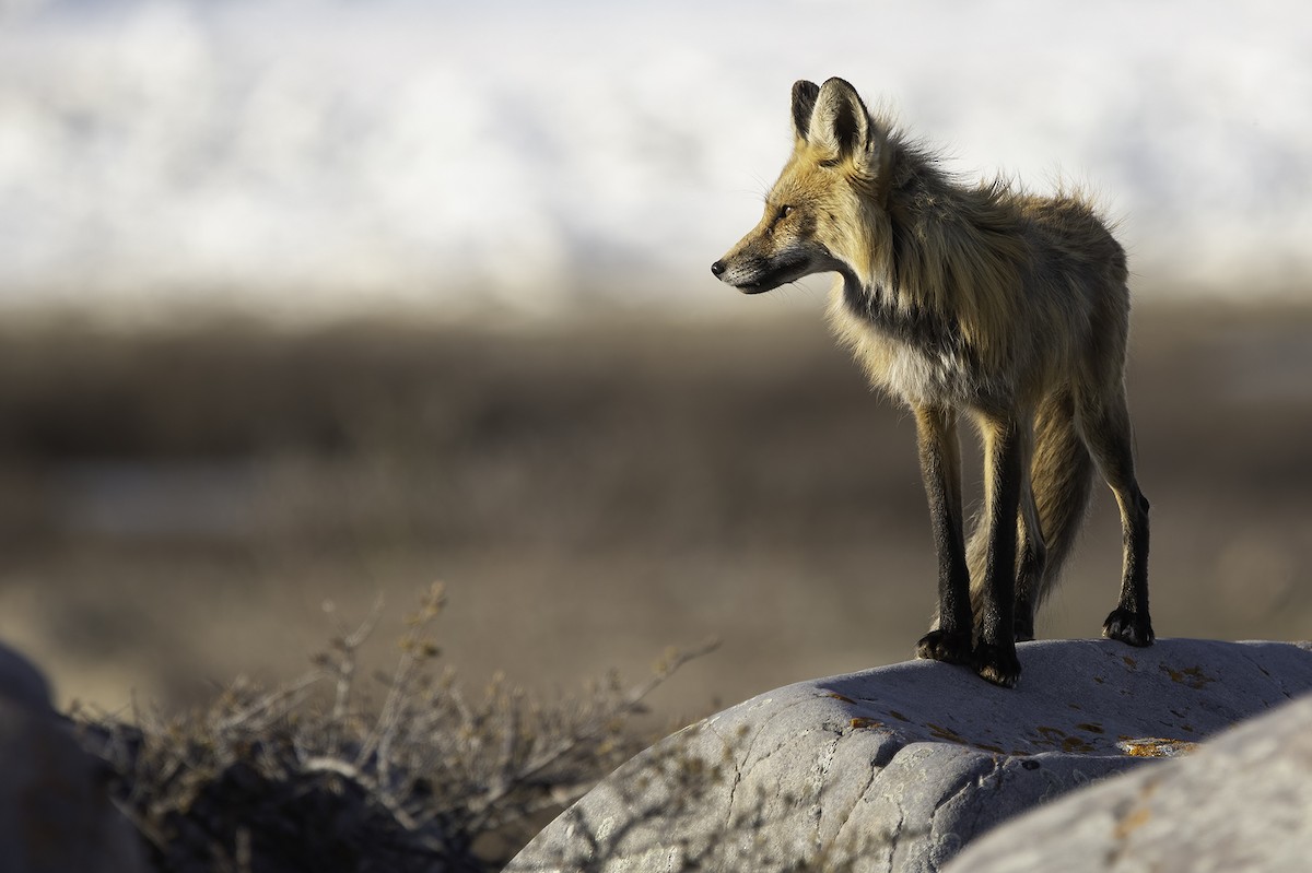 Red Fox - ML634973061