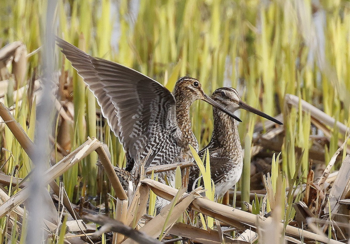 Wilson's Snipe - ML634973218