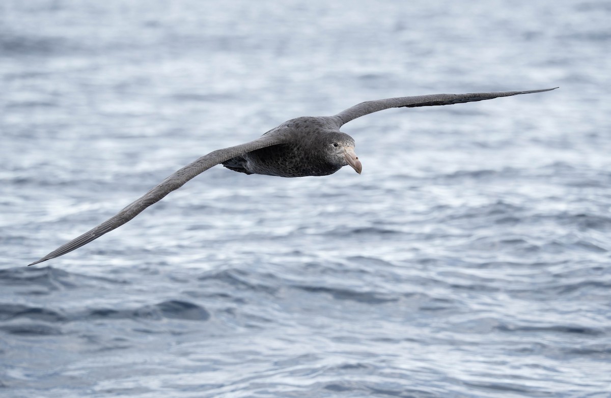 Northern Giant-Petrel - ML634973356