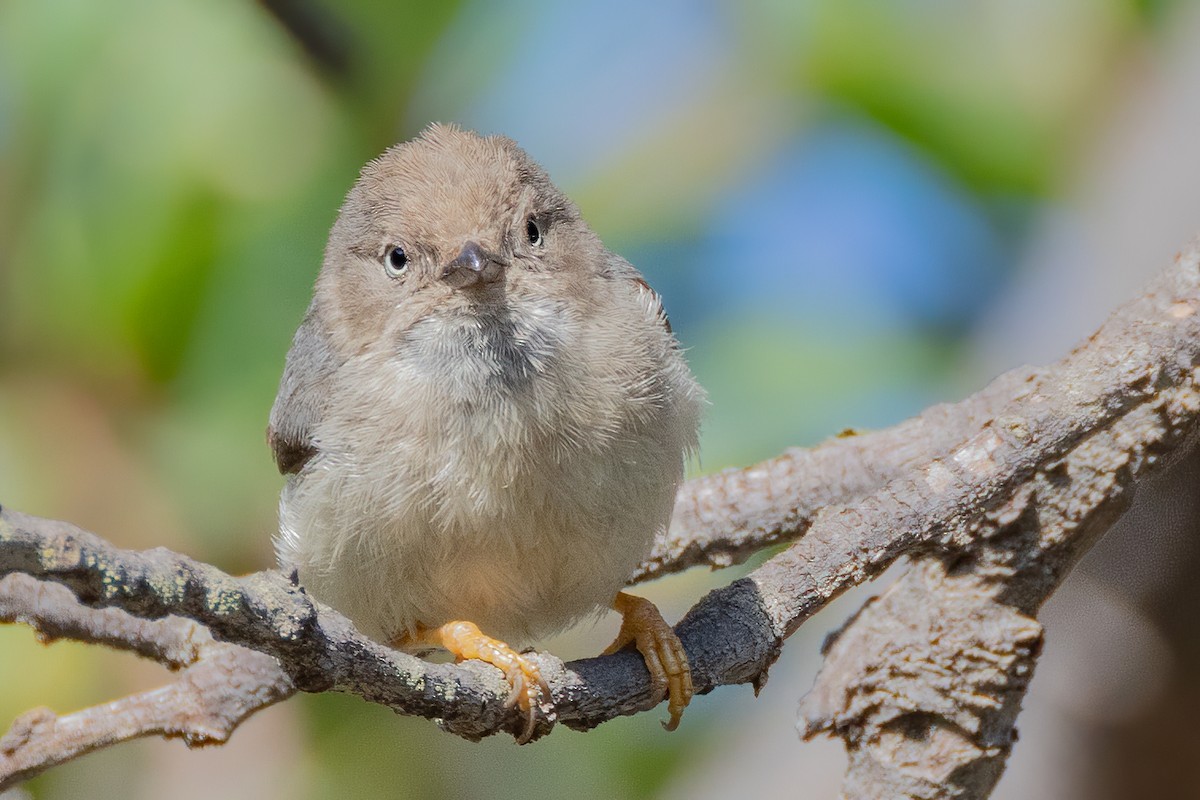 Pygmy Tit - ML634973573
