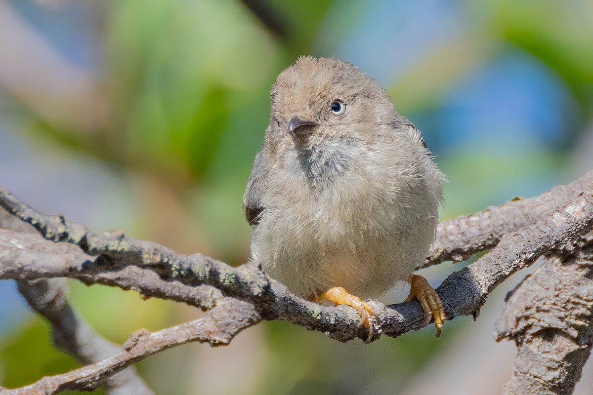 Pygmy Tit - ML634973574