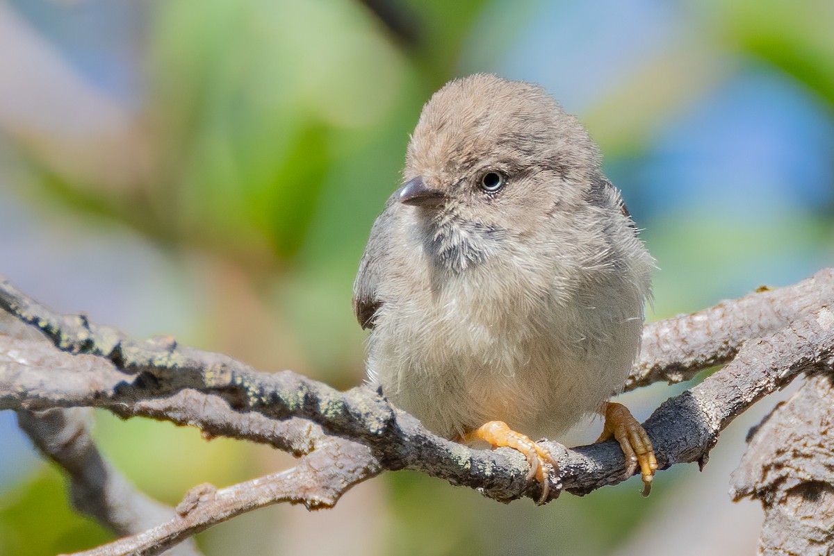 Pygmy Tit - ML634973575