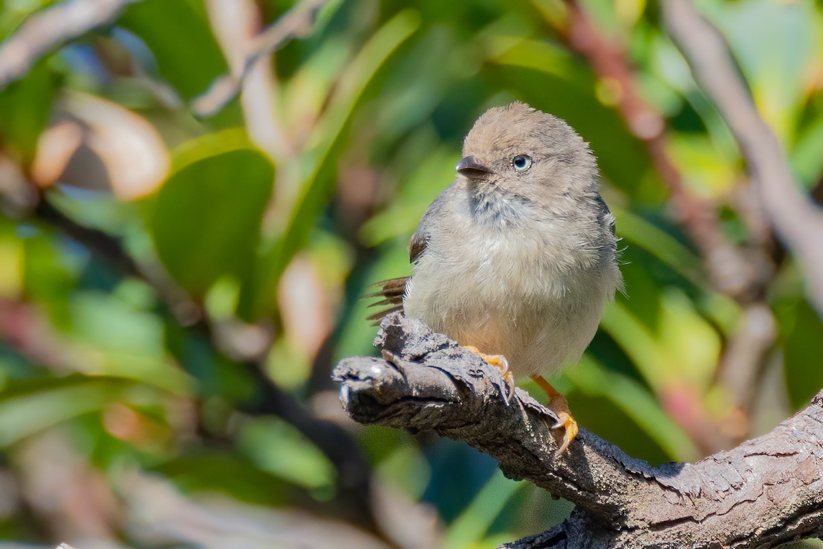Pygmy Tit - ML634973576