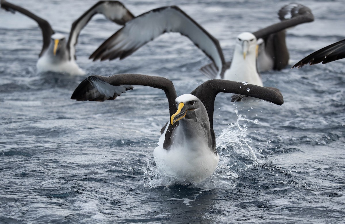 Buller's Albatross - ML634973600