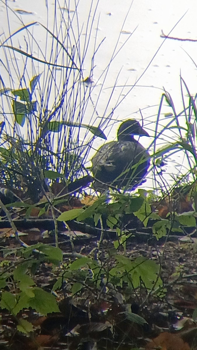 American Coot - ML634973664