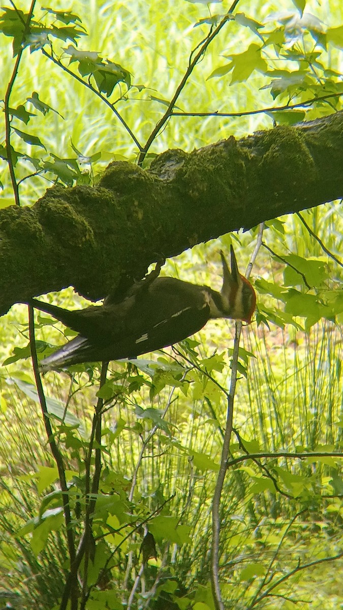 Pileated Woodpecker - ML634973685