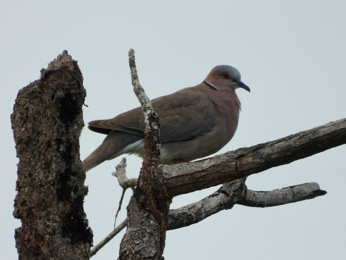 Sunda Collared-Dove - ML634973711