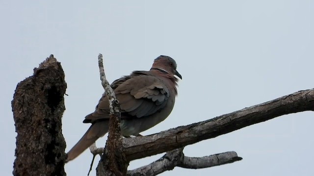 Sunda Collared-Dove - ML634973712