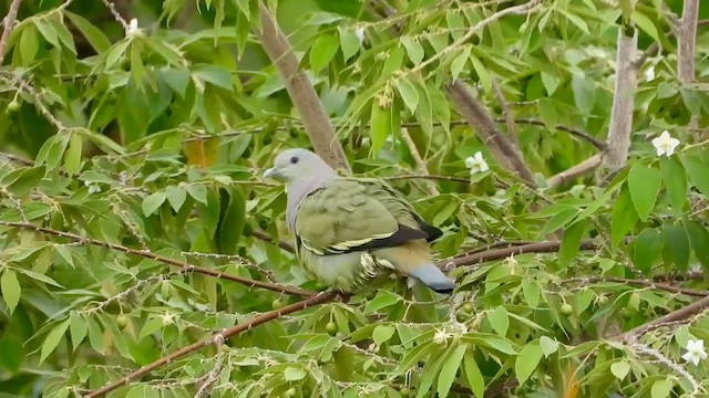 Pink-necked Green-Pigeon - ML634973736