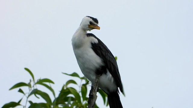 Cormoran pie - ML634973770