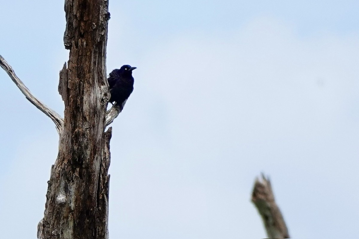 Common Grackle - ML634973771