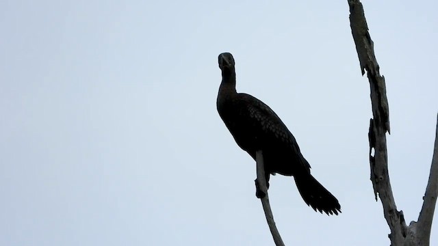 Little Black Cormorant - ML634973794