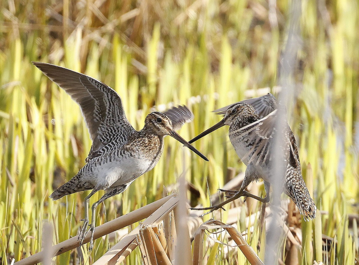 Wilson's Snipe - ML634973795