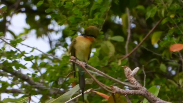 Blue-tailed Bee-eater - ML634973825