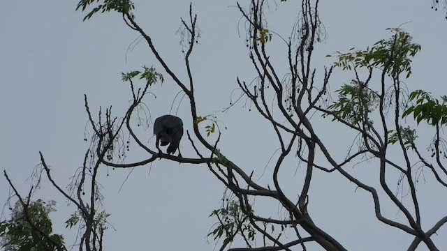 Large-billed Crow - ML634973835