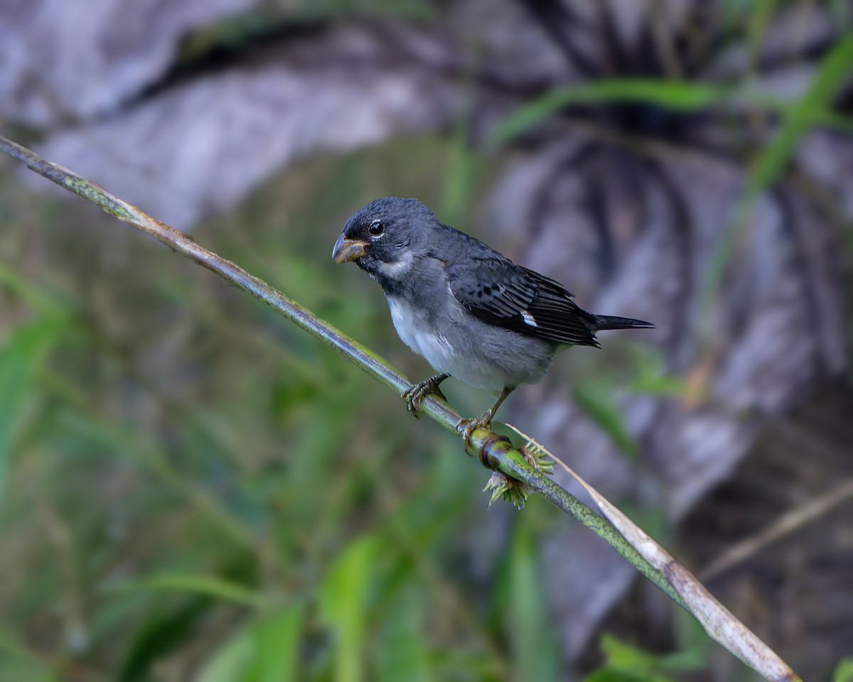 Slate-colored Seedeater - ML634973865