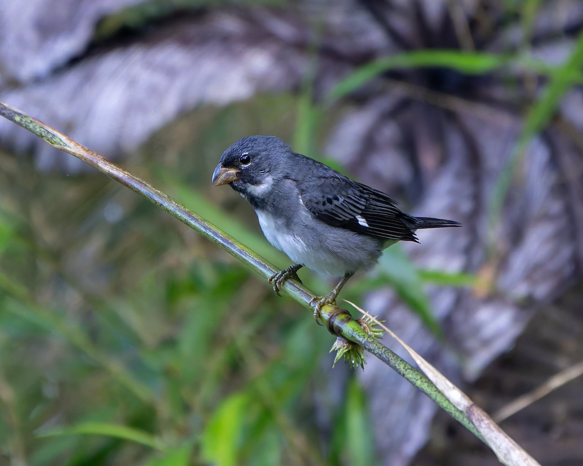 Slate-colored Seedeater - ML634973866