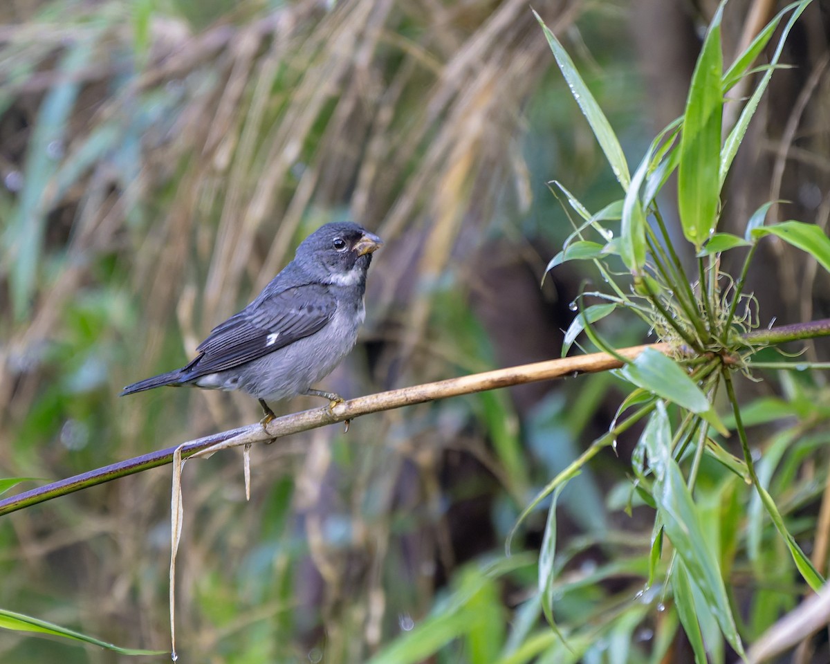 Slate-colored Seedeater - ML634973868