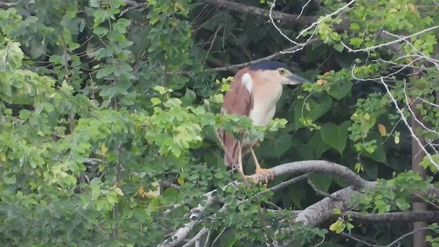 Nankeen Night Heron - ML634973887