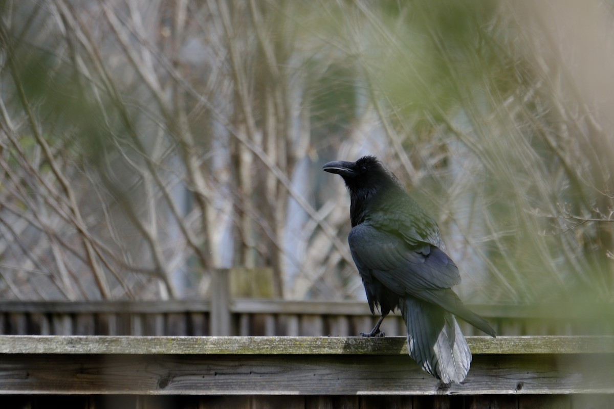 Common Raven - ML634973930