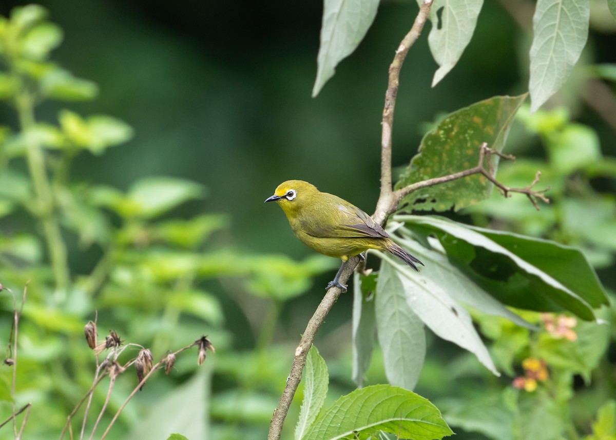 Northern Yellow White-eye - ML634973937