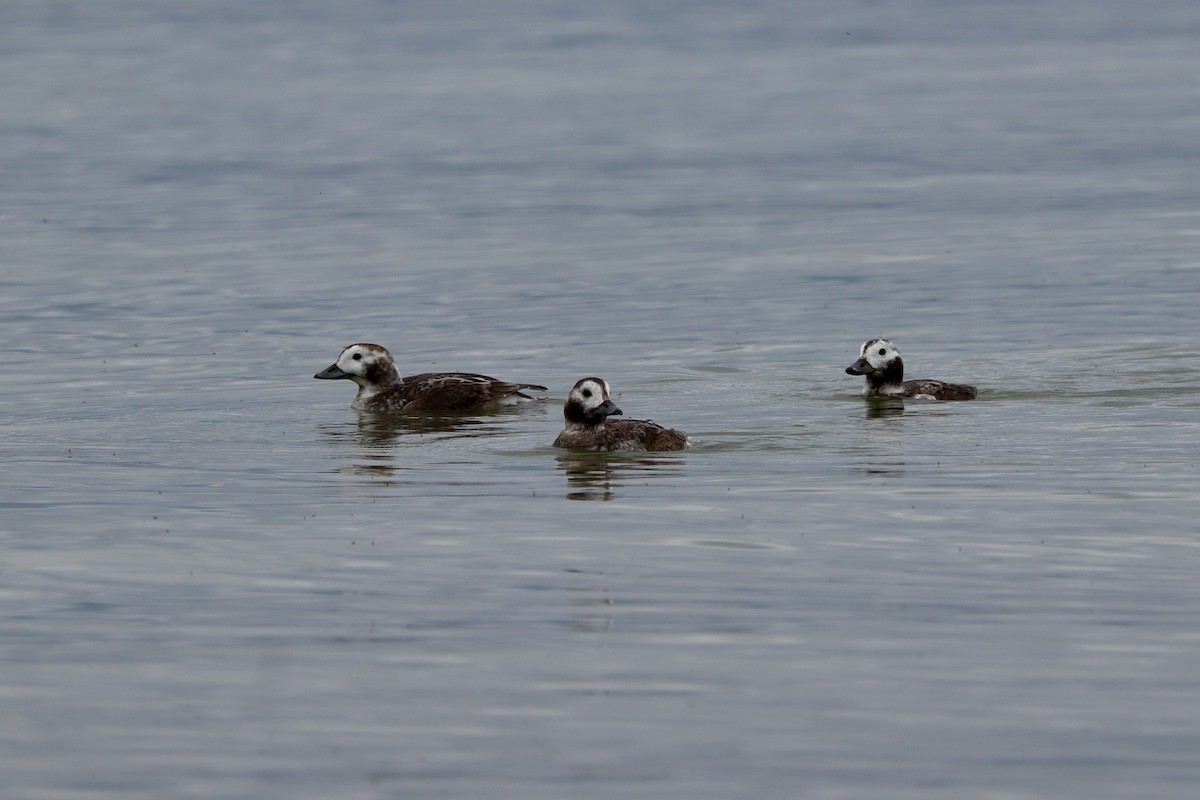 Long-tailed Duck - ML634973950
