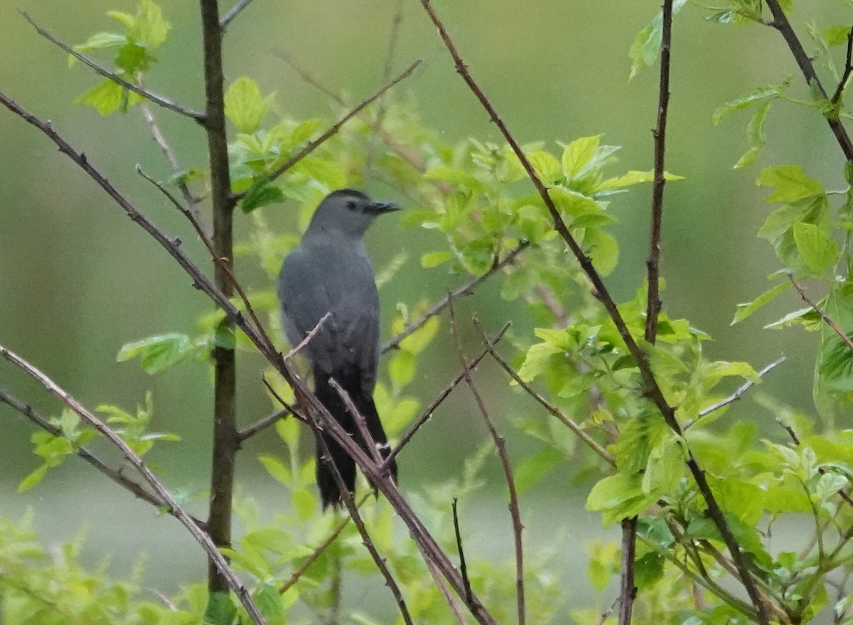 Gray Catbird - ML634974027