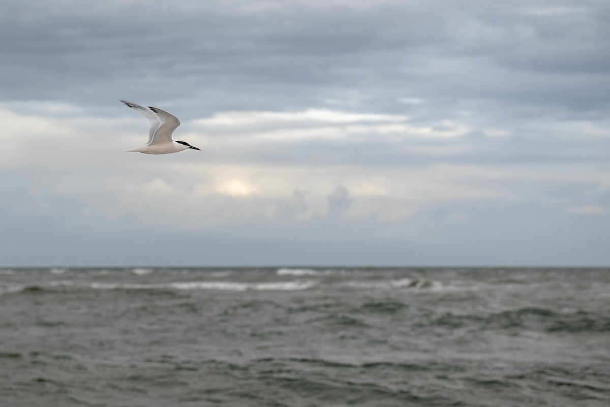 Sandwich Tern - ML634974036