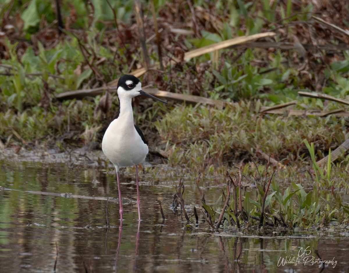 Black-necked Stilt - ML634974100