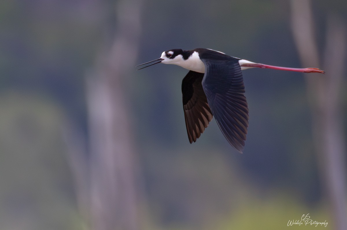 Black-necked Stilt - ML634974101