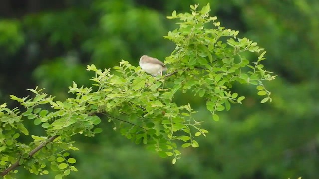 Plain Prinia - ML634974137
