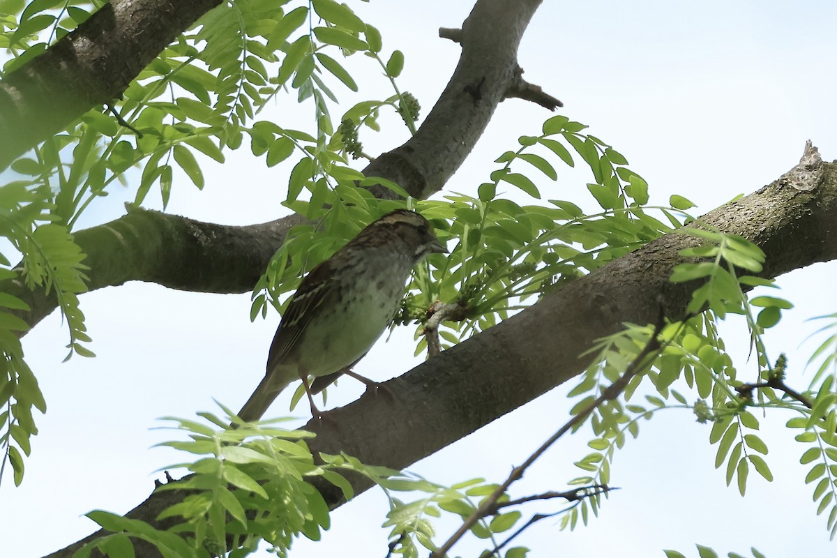 White-throated Sparrow - ML634974172