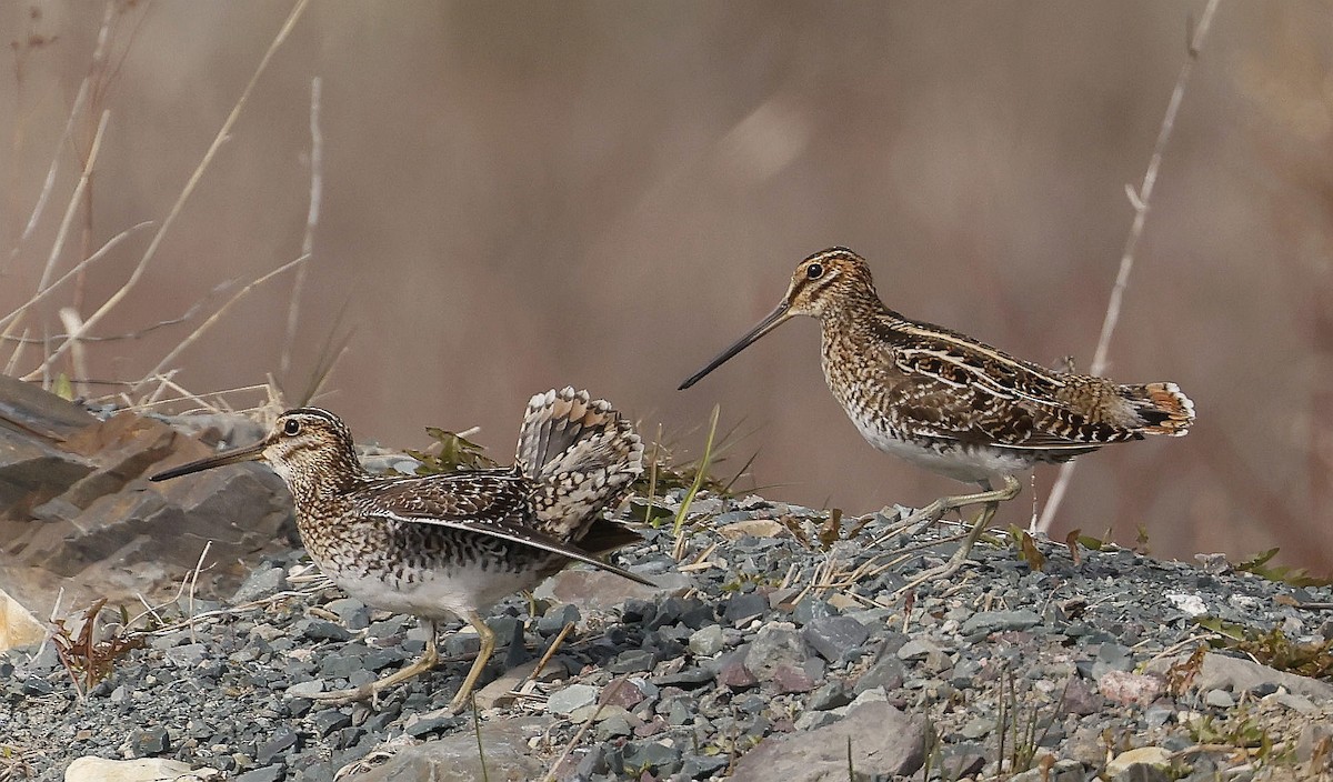 Wilson's Snipe - ML634974179