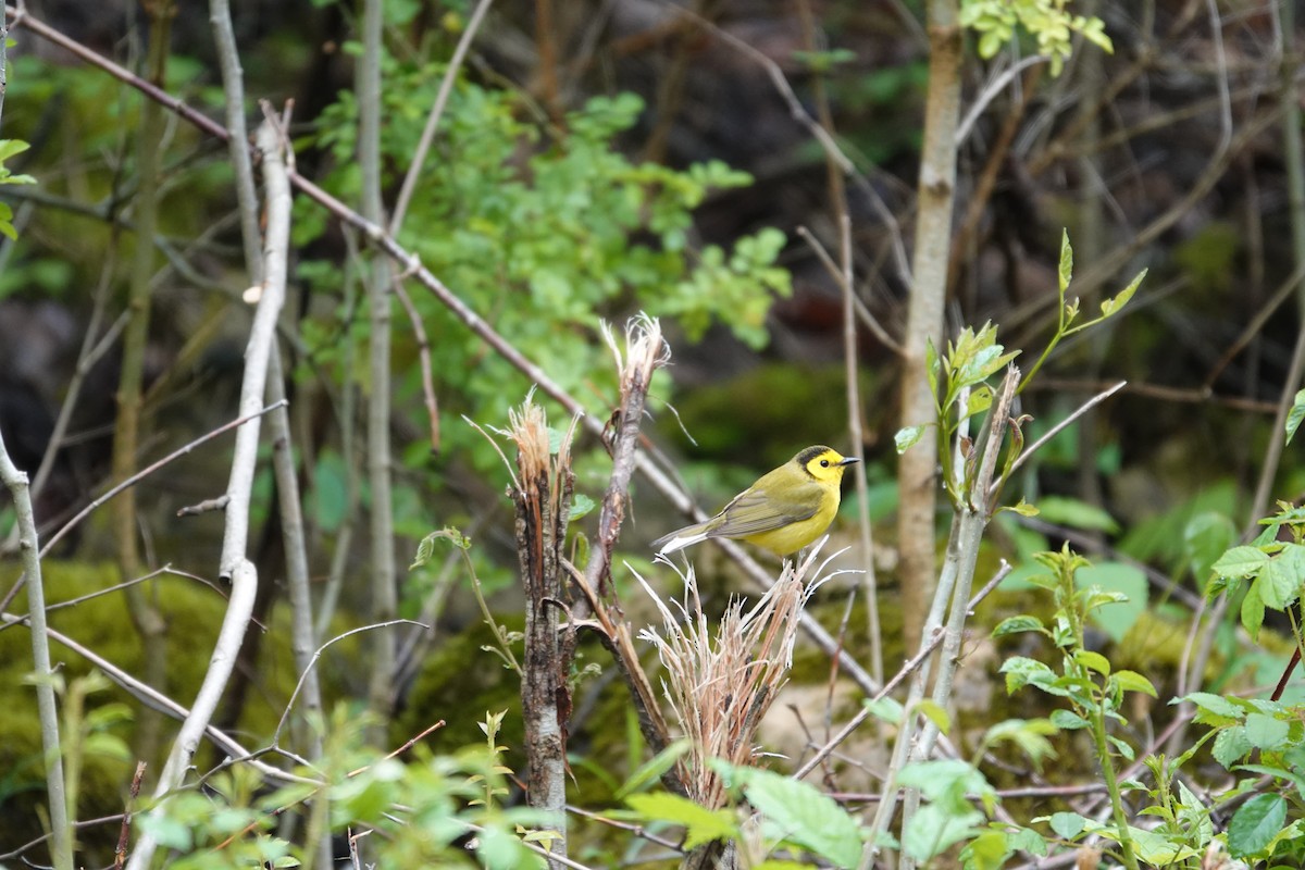 Hooded Warbler - ML634974292